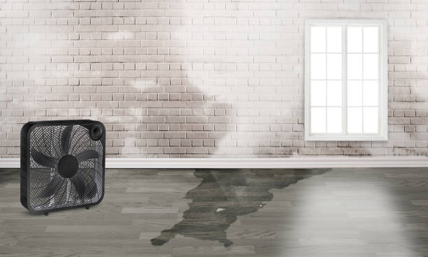 Best Basement water damage restoration  in Oakley, CA